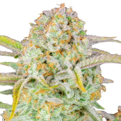 Fast Buds Bruce Banner Auto 3 Stück - Hanfjack