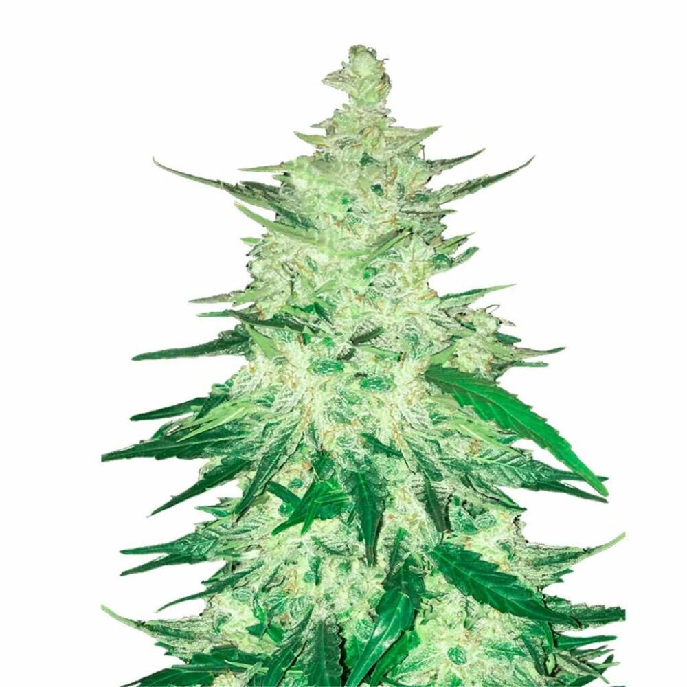 Fast Buds CBD 1:1 Auto 3 Stück - Hanfjack
