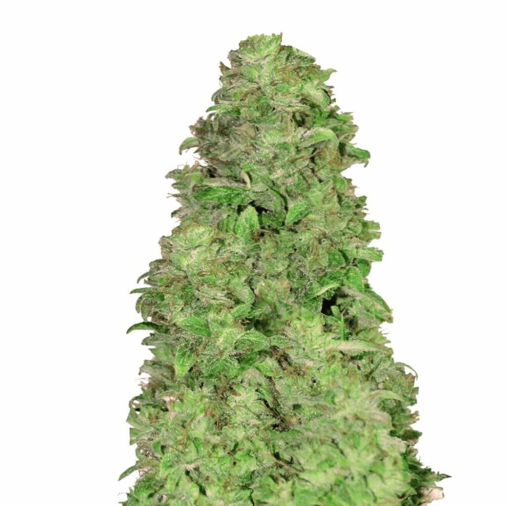 Fast Buds CBD 20:1 Auto 3 Stück - Hanfjack