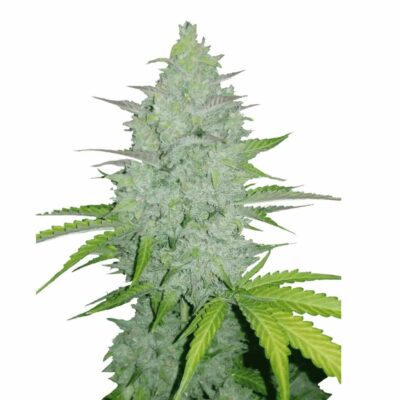 Fast Buds Cheese Auto 3 Stück - Hanfjack