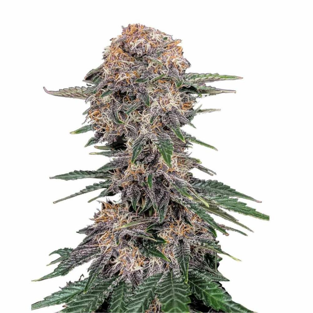 Fast Buds Cherry Cola Auto 3 Stück - Hanfjack