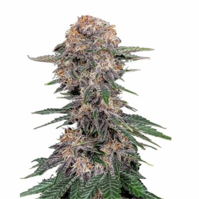 Fast Buds Cherry Cola Auto 3 Stück - Hanfjack