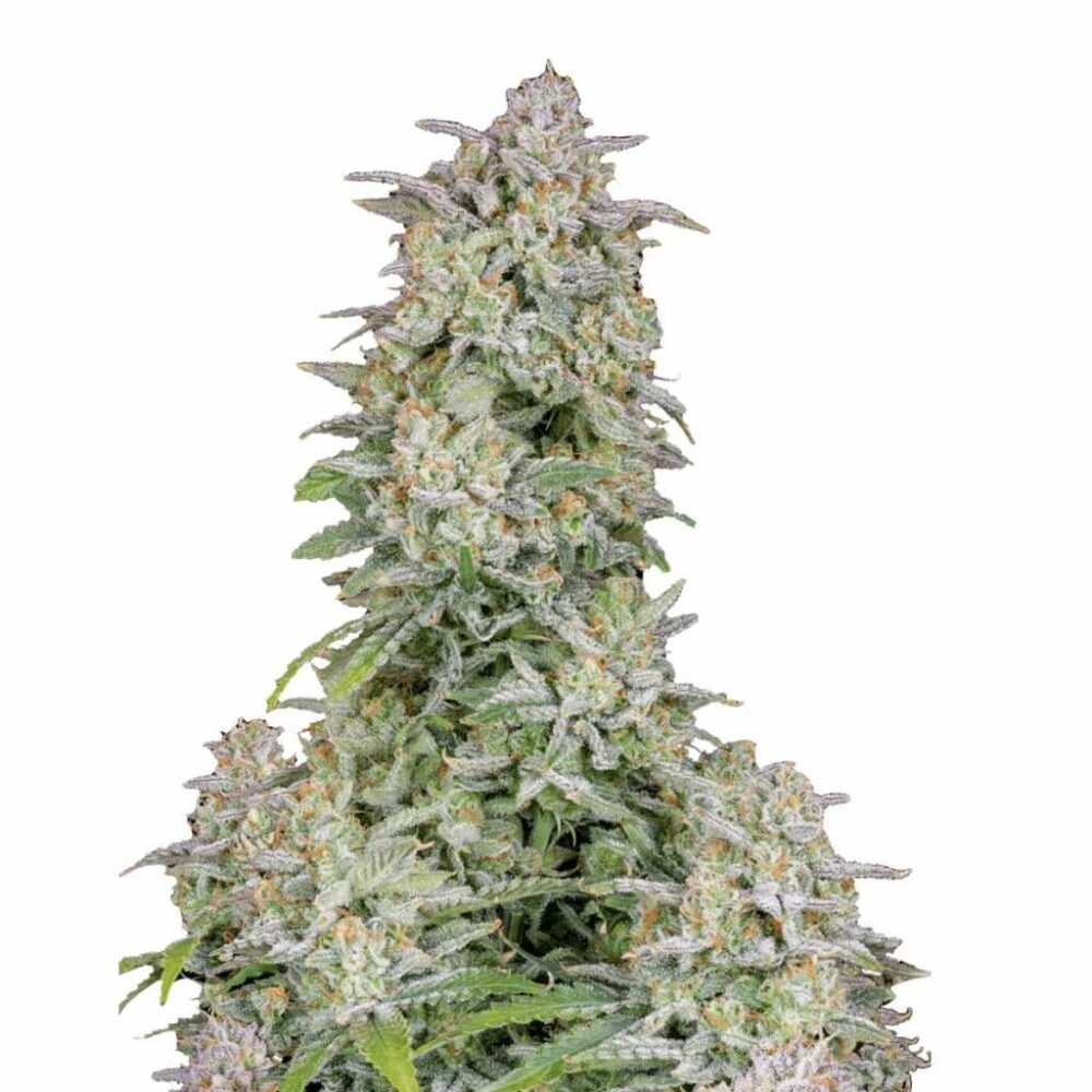 Fast Buds Forbidden Runtz Auto 3 Stück - Hanfjack