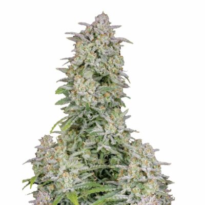 Fast Buds Forbidden Runtz Auto 3 Stück - Hanfjack