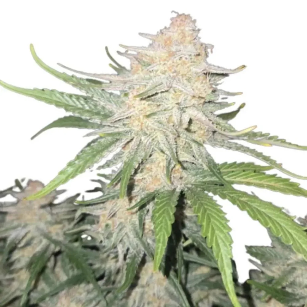 Fast Buds Frost Banger Auto 3 Stück - Hanfjack