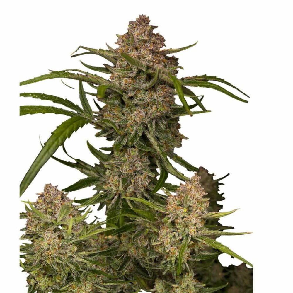 Fast Buds Guava Auto 3 Stück - Hanfjack