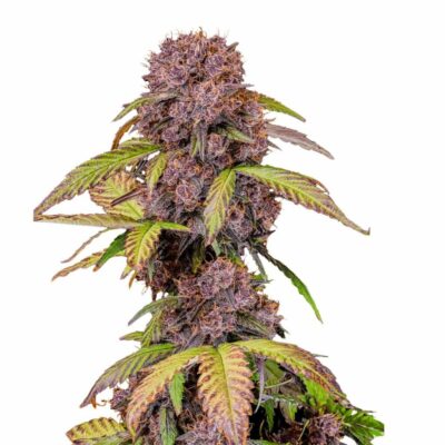 Fast Buds Lemon Cherry Cookies Auto 3 Stück - Hanfjack