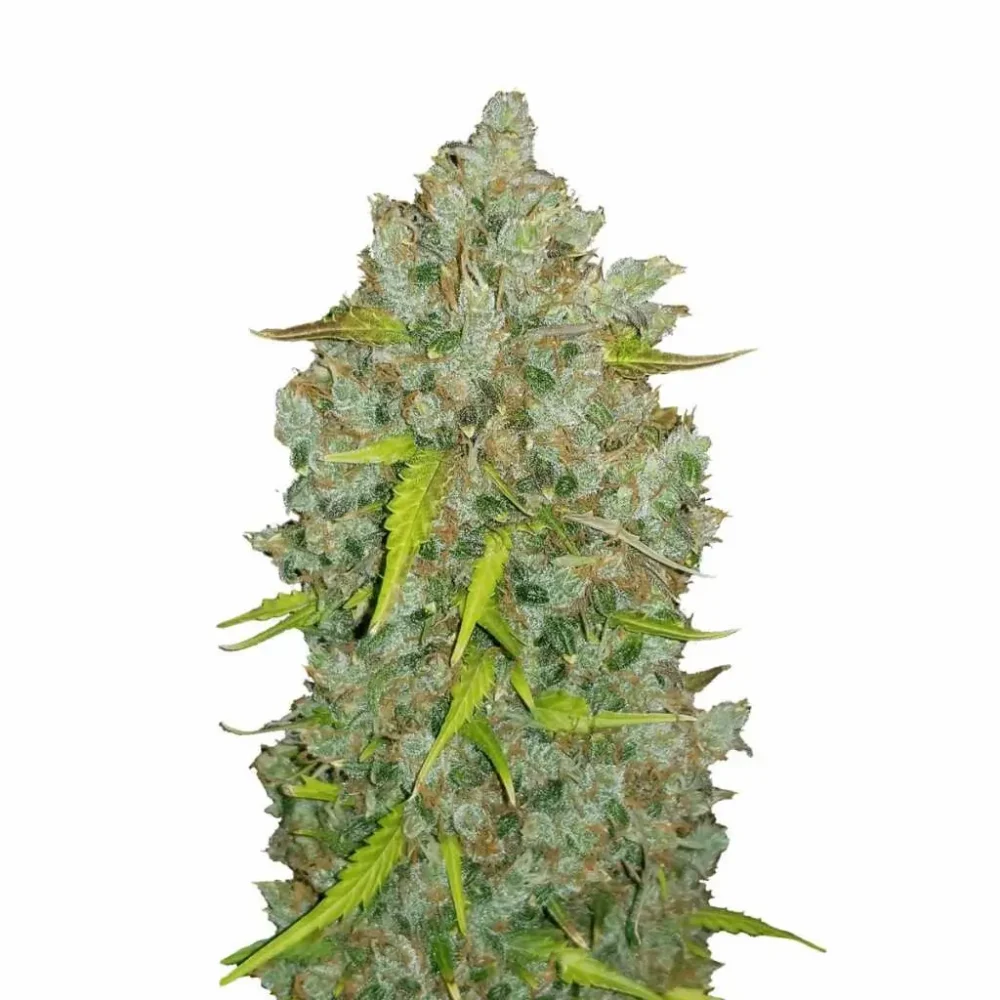 Fast Buds Original Bubblegum Auto 3 Stück - Hanfjack