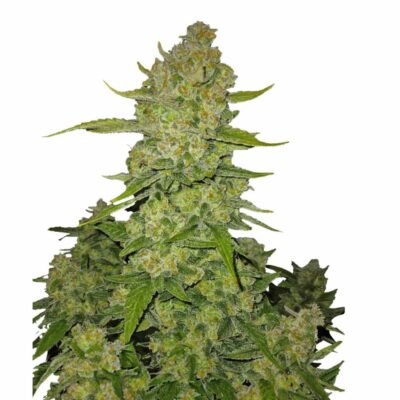 Fast Buds Papaya Cookies Auto 3 Stück - Hanfjack