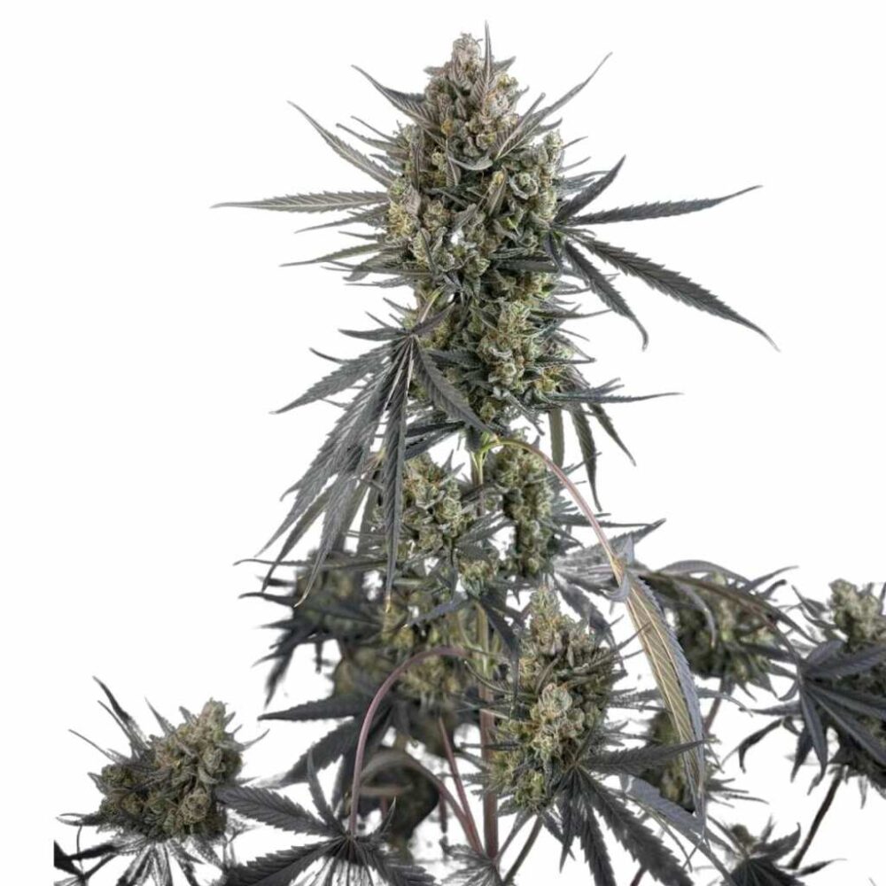 Fast Buds Pound Cake Auto 3 Stück - Hanfjack