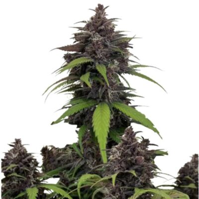 Fast Buds Purple Haze Auto 3 Stück - Hanfjack