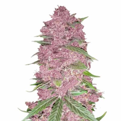 Fast Buds Purple Lemonade Auto 3 Stück - Hanfjack