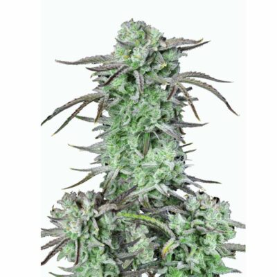 Fast Buds Strawberry Banana Auto 3 Stück - Hanfjack