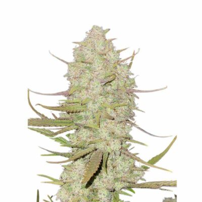 Fast Buds Tropicana Cookies Auto 3 Stück - Hanfjack