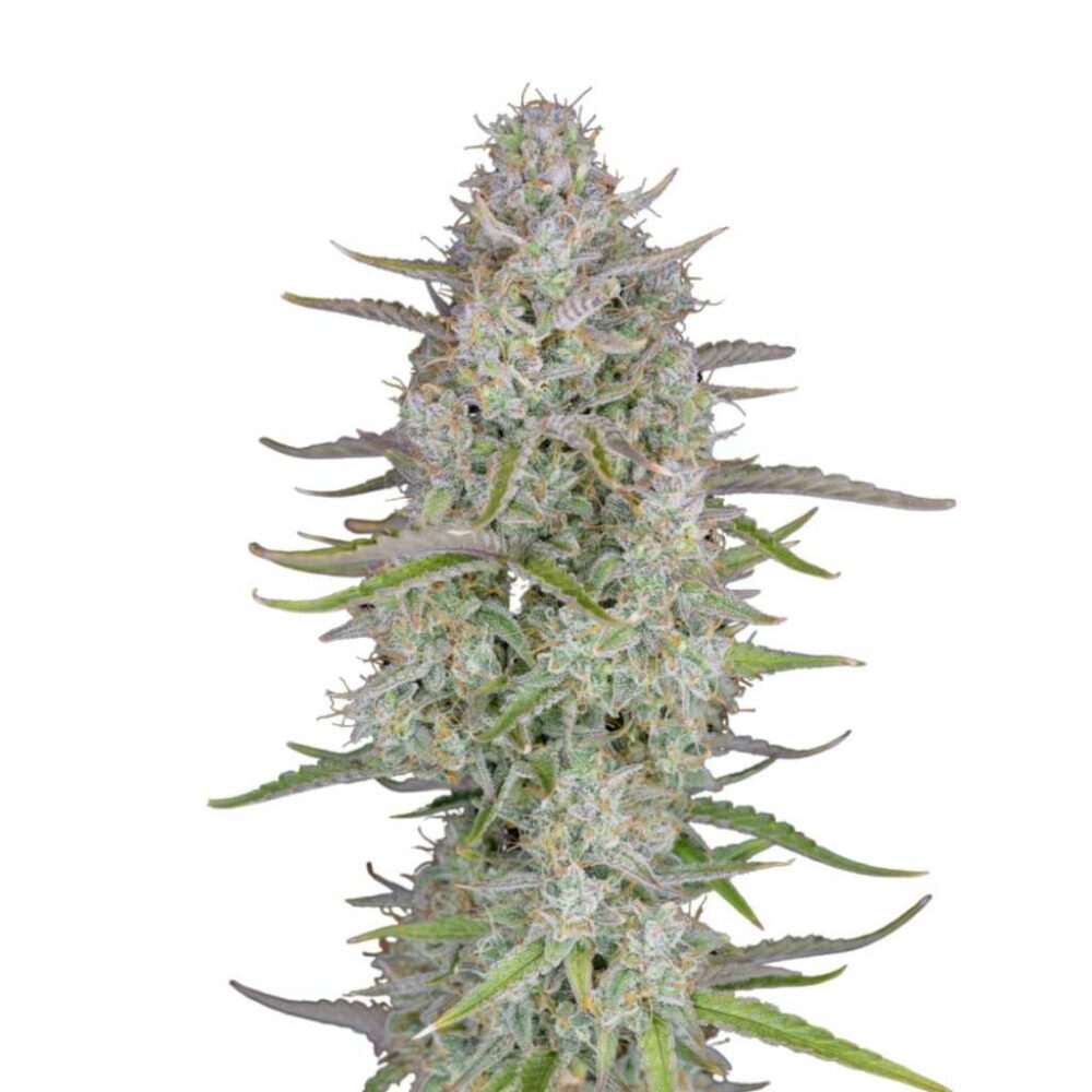 Fast Buds Wedding Cheesecake Auto 3 Stück - Hanfjack