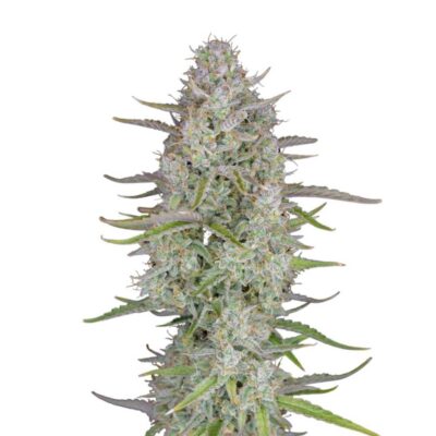 Fast Buds Wedding Cheesecake Auto 3 Stück - Hanfjack
