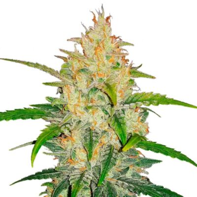 Fast Buds Zkittlez Auto 3 Stück - Hanfjack