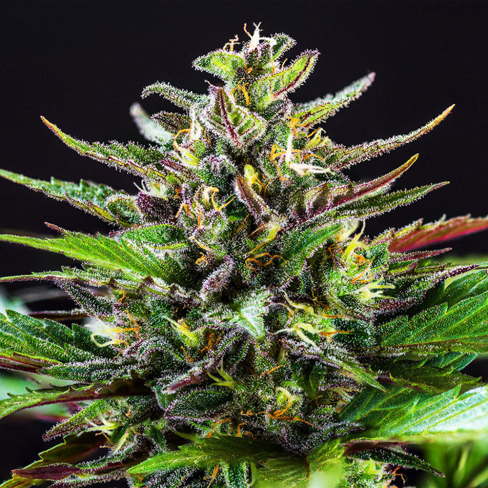 Fastberry Auto 5 Stück - Bushdoctor