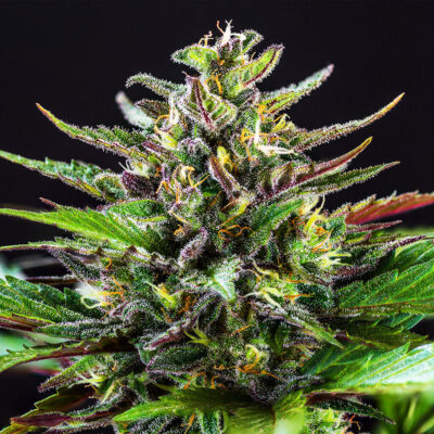 Fastberry Auto 5 Stück - Bushdoctor