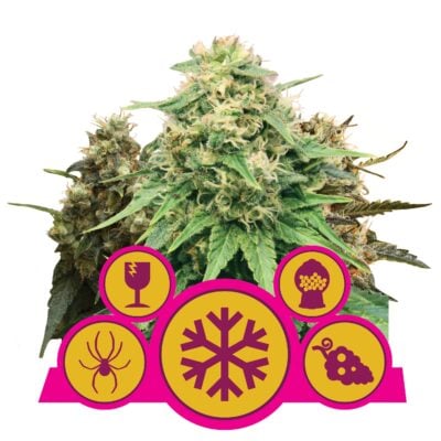 Feminized Mix RQS - Bushdoctor