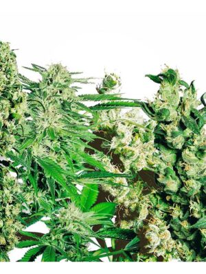 Feminized Mix Sensi Seed - Bushdoctor