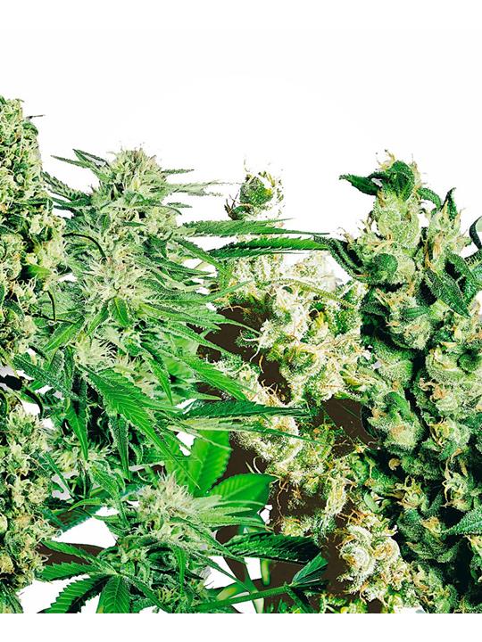 Feminized Mix Sensi Seed - Bushdoctor