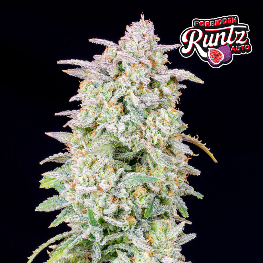 Forbidden Runtz Auto 5 Stück - Bushdoctor