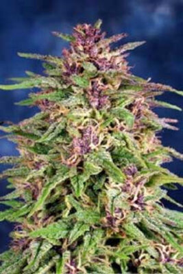 Frisian Dew - Bushdoctor