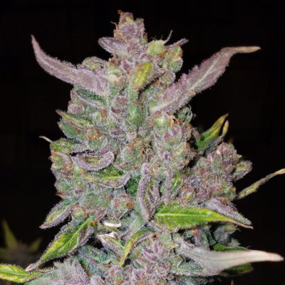 G14 Auto 5 Stück - Bushdoctor