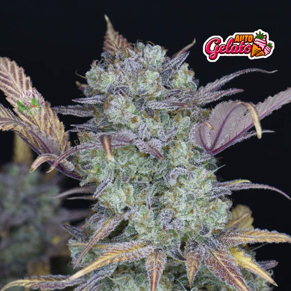 Gelato Auto 5 Stück - Bushdoctor