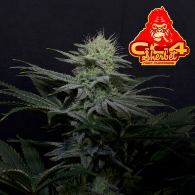 GG4 Sherbet FF 5 Stück - Bushdoctor