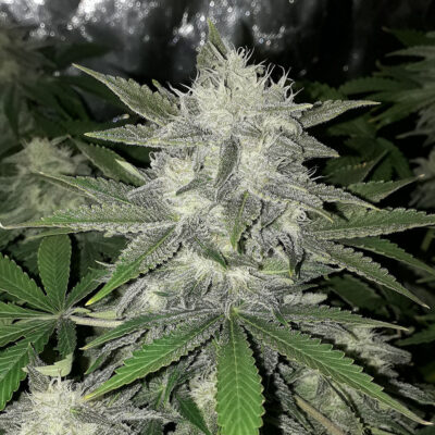 Girl Scout Cookies Auto 5 Stück - Bushdoctor