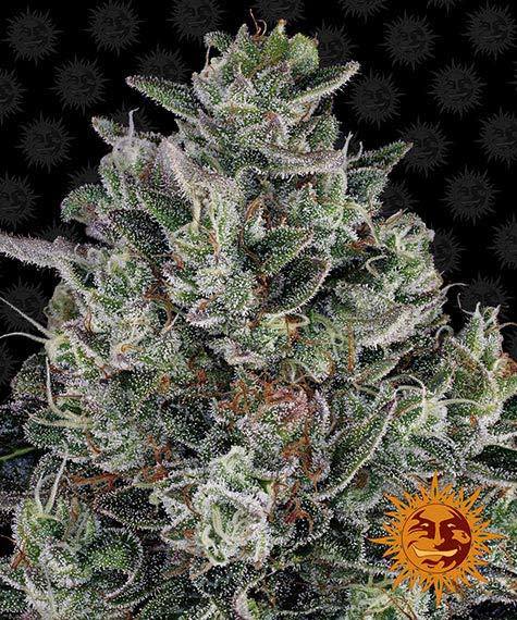 Glookies - Bushdoctor