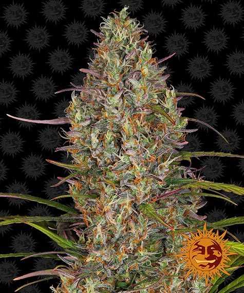 Glue Gelato - Bushdoctor