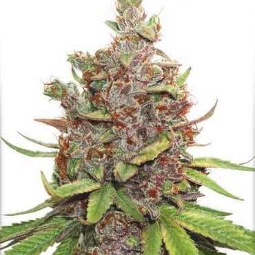 Glueberry O.G. Auto - Bushdoctor