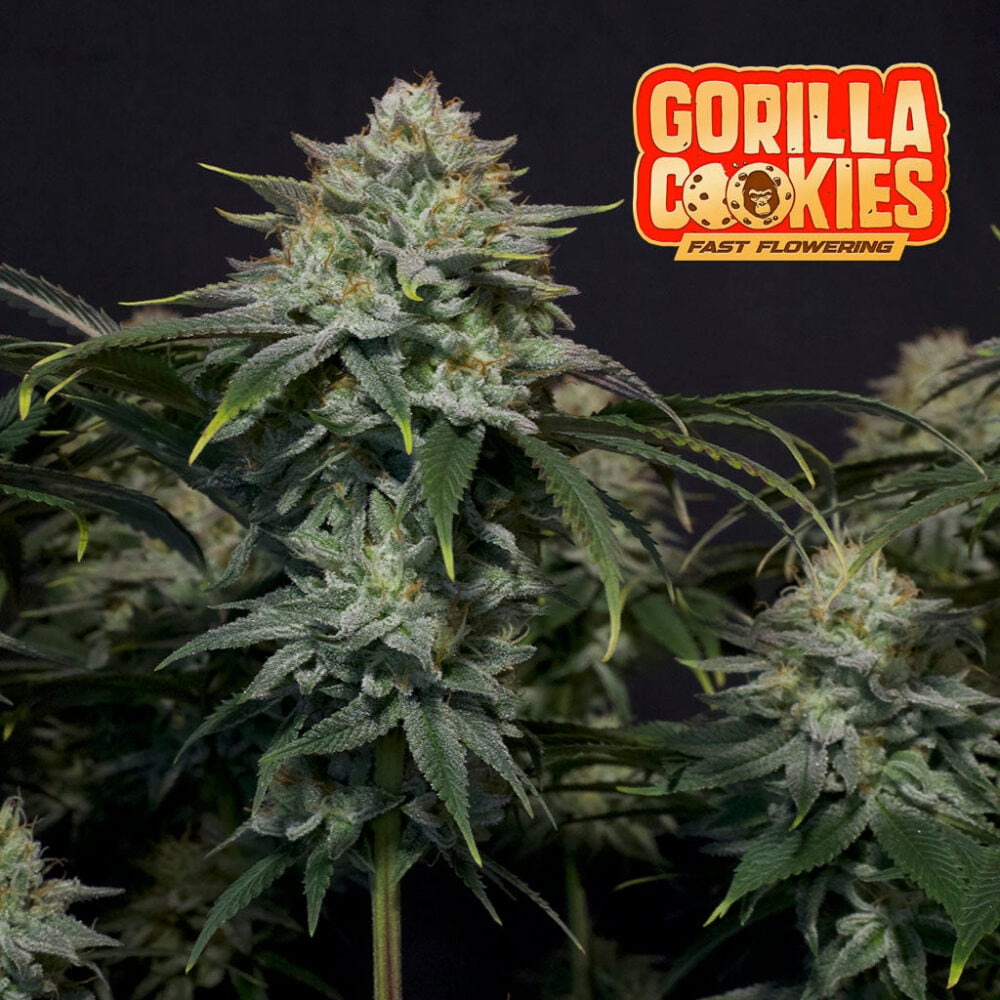 Gorilla Cookies - Bushdoctor