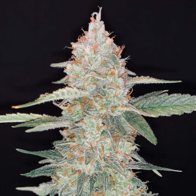 Gorilla Glue Fast Buds - Bushdoctor