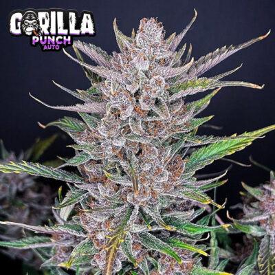 Gorilla Punch Auto 5 Stück - Bushdoctor
