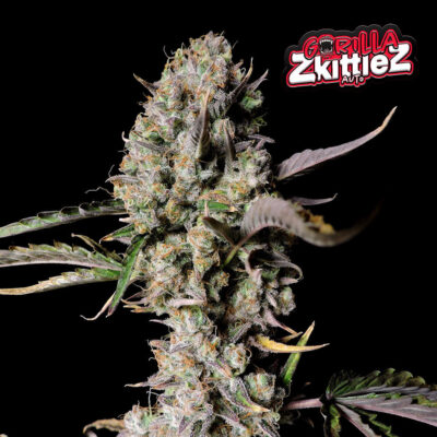 Gorilla Zkittlez Auto 5 Stück - Bushdoctor
