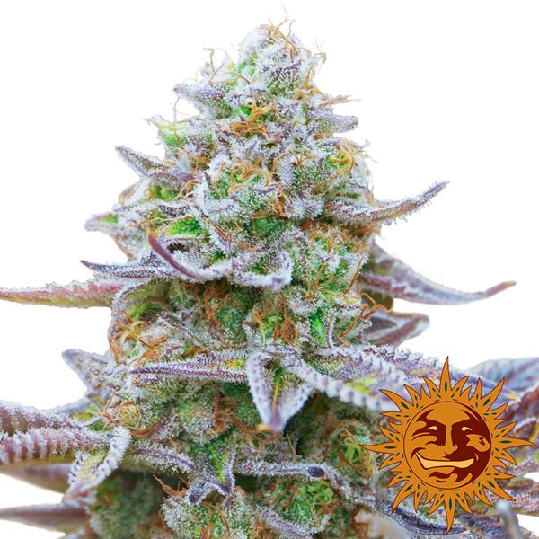 Gorilla Zkittlez - Bushdoctor