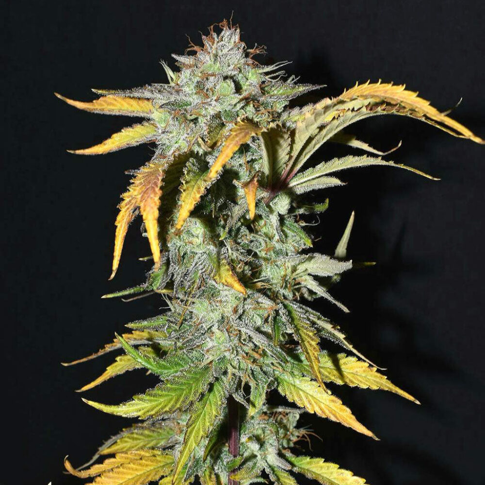 Grapefruit Auto 5 Stück - Bushdoctor