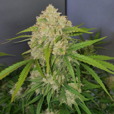 Green Crack Auto 5 Stück - Bushdoctor