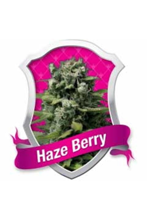 Haze Berry - Bushdoctor