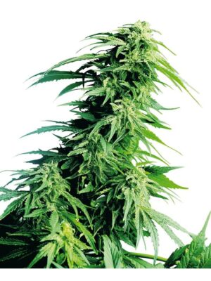 Hindu Kush - Bushdoctor