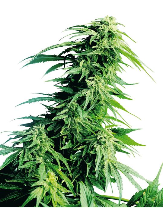 Hindu Kush - Bushdoctor