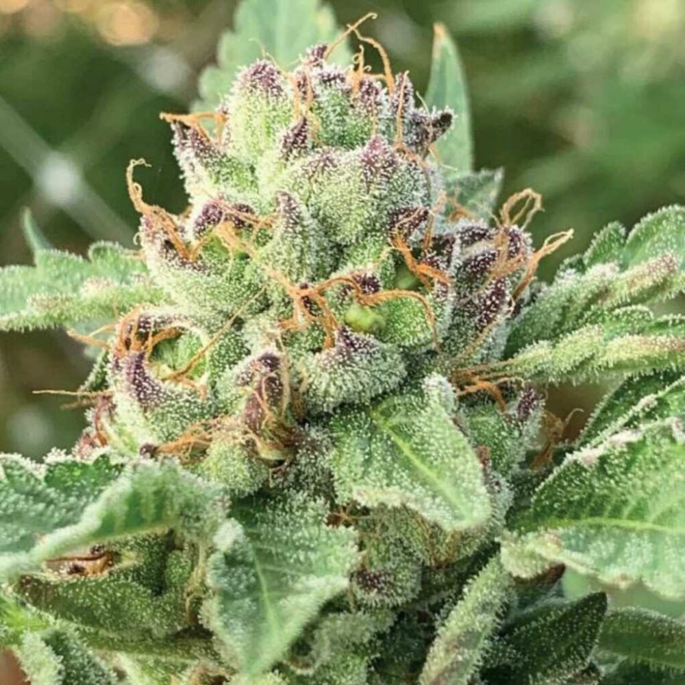 Humboldt Seed Co Apple Blossom 3 Samen - Hanfjack