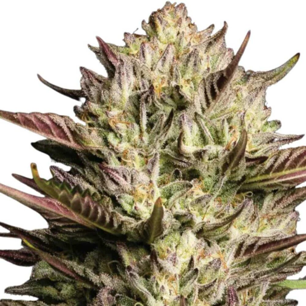 Humboldt Seed Co California Octane 3 Samen - Hanfjack