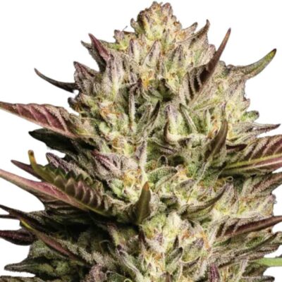 Humboldt Seed Co California Octane 3 Samen - Hanfjack