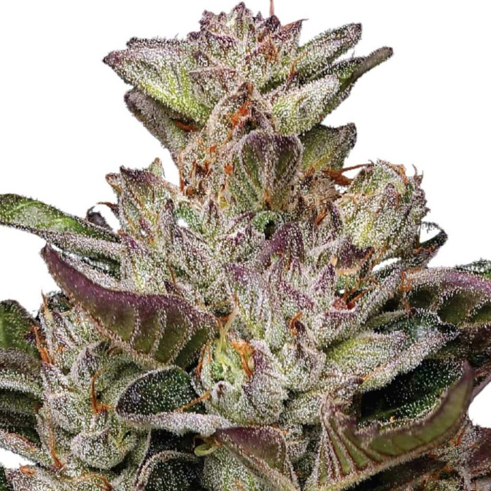 Humboldt Seed Co Donutz 3 Samen - Hanfjack