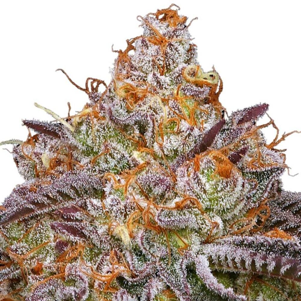 Humboldt Seed Co Granny Candy 3 Samen - Hanfjack